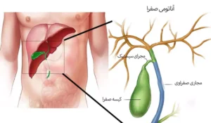 شناخت مجاری صفراوی و نقش آن‌ها