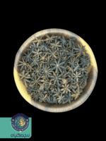 بادیان ستاره ای - Image 5