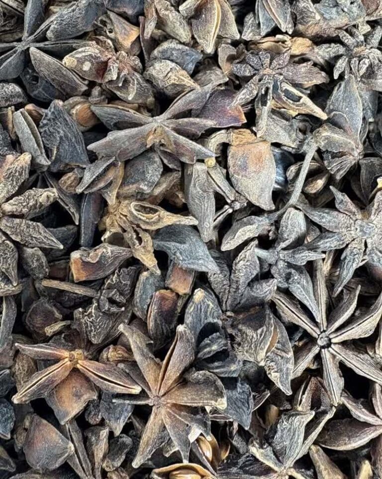 بادیان ستاره‌ای