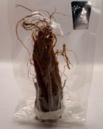 قیمت جنسینگ تک نفره شمس