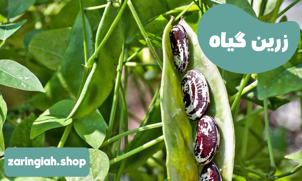 فواید لوبیا عروس
