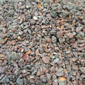 به دانه لوکس 1404