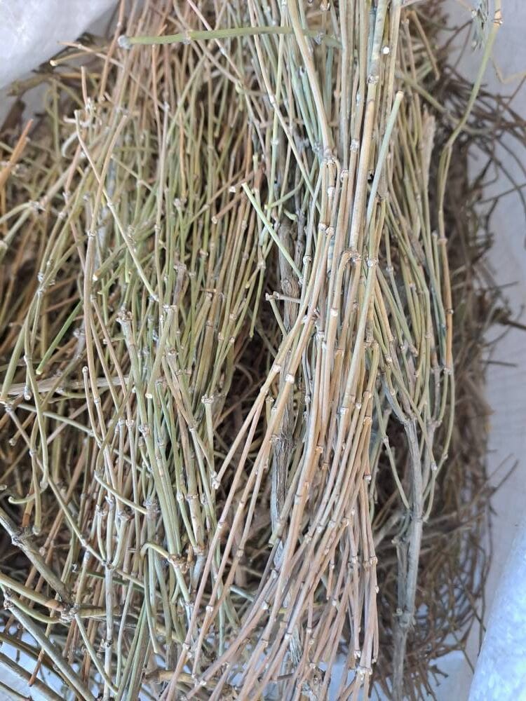 ریش بزی