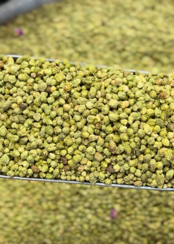 گل اورگانو