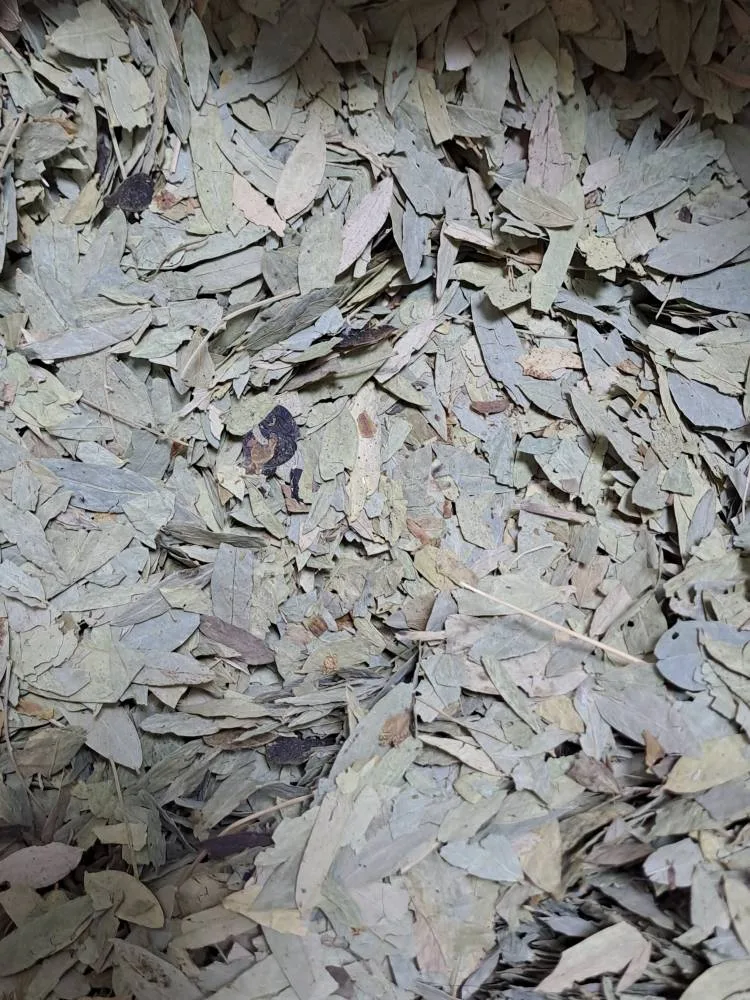 برگ سنا