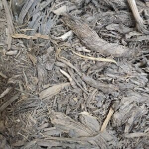 ریشه بابا ادم