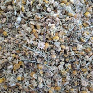 بابونه زرد افغانی سرت