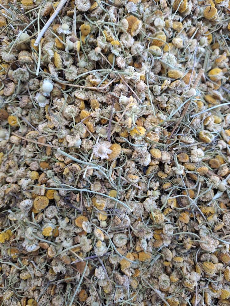 بابونه زرد افغانی سرت