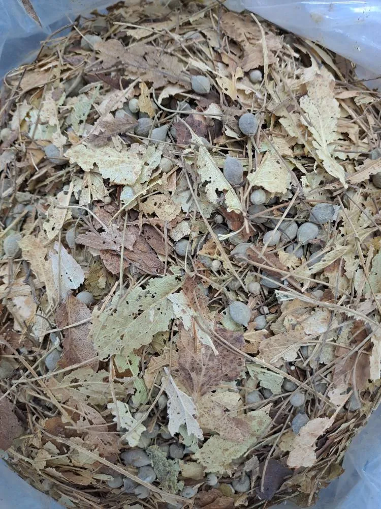 برگ تیول