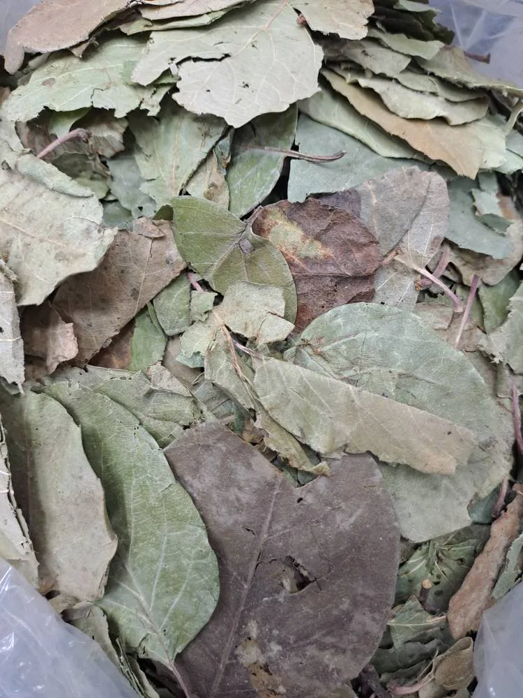 برگ به