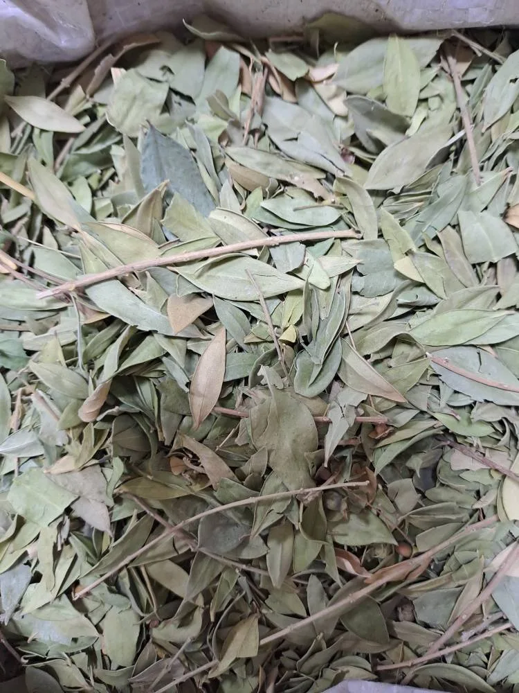 برگ مورد