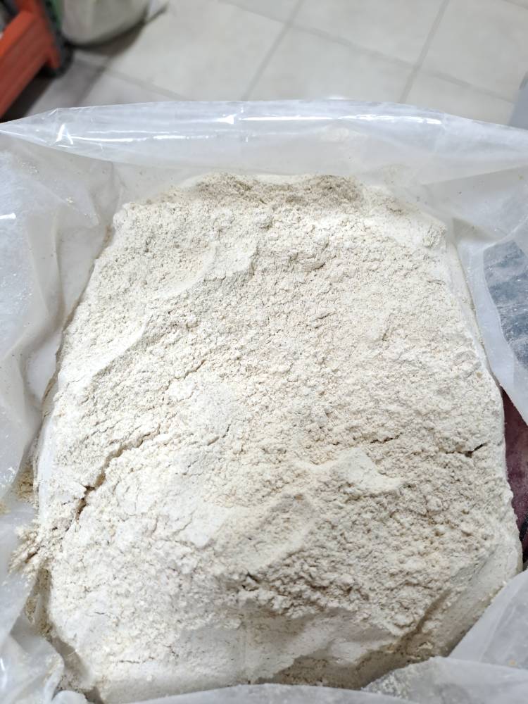 جوانه گندم