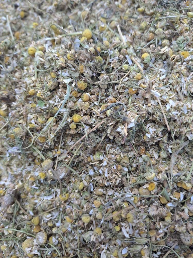 بابونه شیرازی