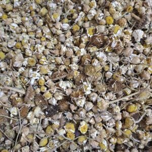 بابونه گل درشت ترک