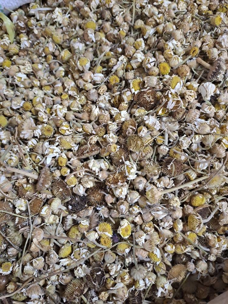 بابونه گل درشت ترک