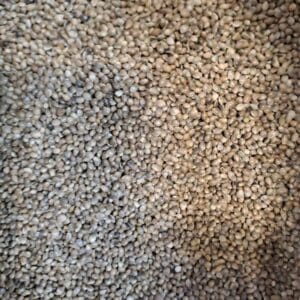 شاهدانه خام