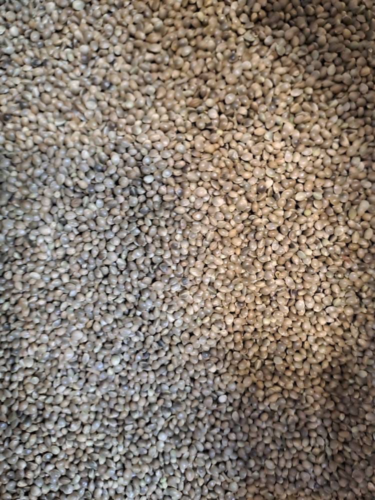 شاهدانه خام