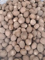 جوز هندی درشت