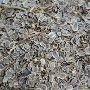 انجدان رومی