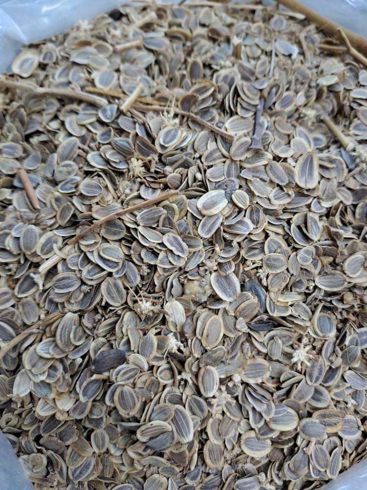 انجدان رومی