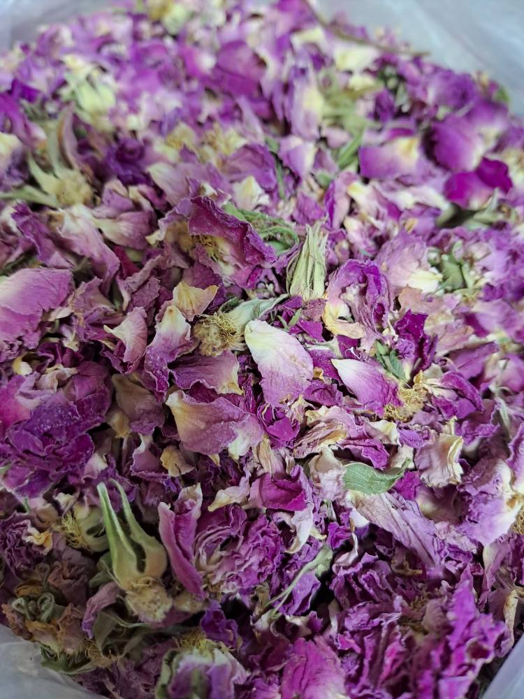 غنچه دارویی باز