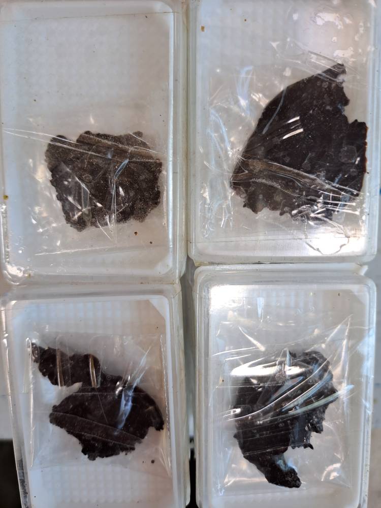 مومیایی سیاه