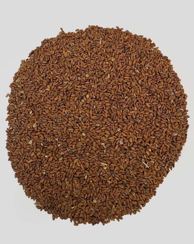 خرید تخم شاهی