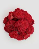 خرید گیاه گلنار فارسی صادراتی