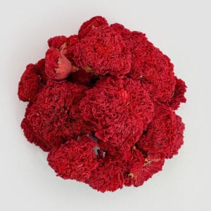 خرید گیاه گلنار فارسی صادراتی