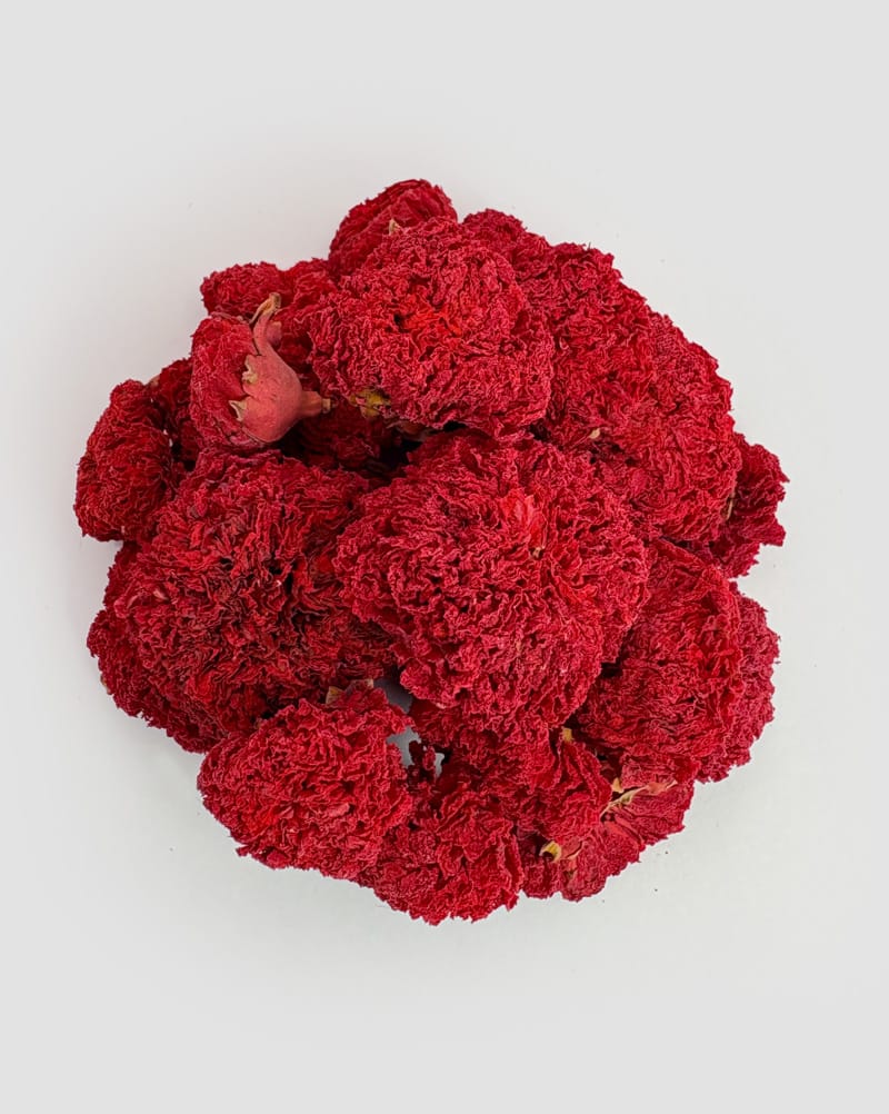 خرید گیاه گلنار فارسی صادراتی
