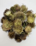 قیمت سرخارگل