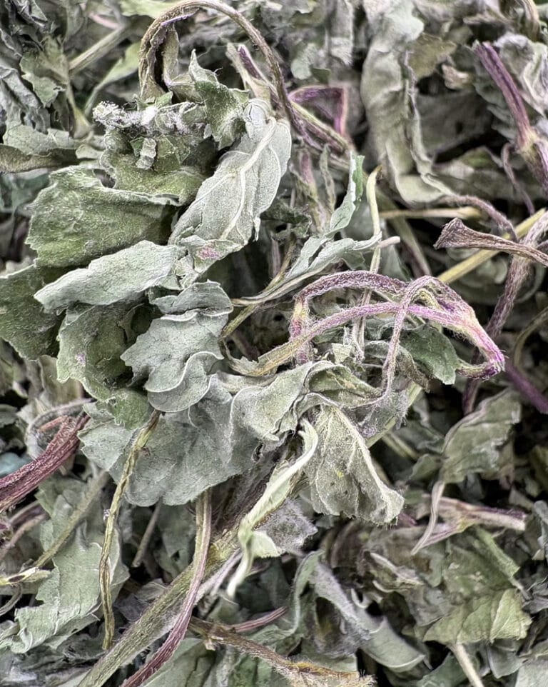 نعنا برگ فلفلی